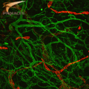 MAX_OHEB-2013-02-12-Alexa488-CY3-19R.lif - Series016 (RGB).jpg